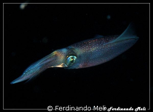 A very fast squid in the night... (Loligo vulgaris). by Ferdinando Meli 